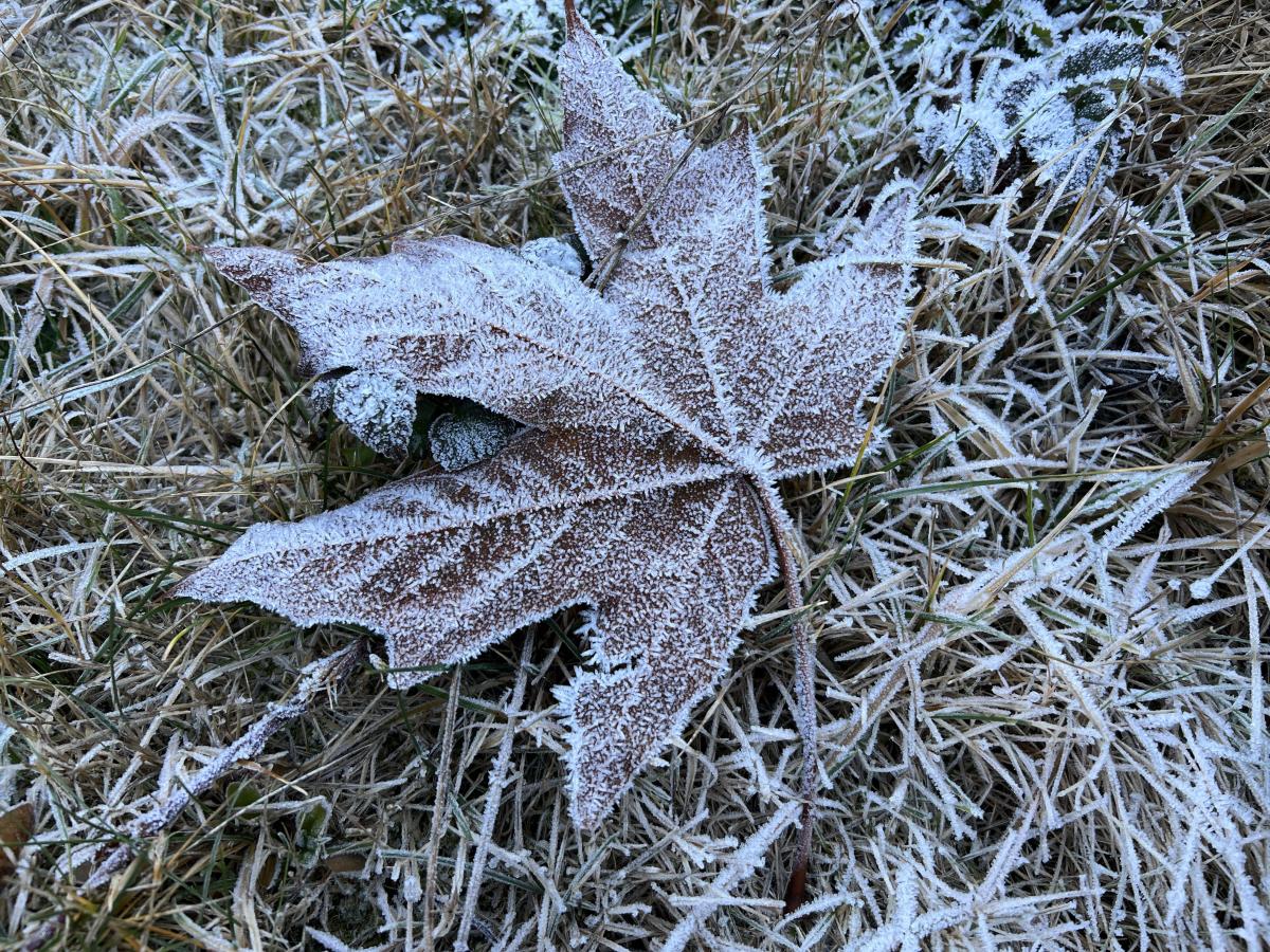 A frozen leaf from a bigleaf maple resting on the ground covered in ice crystals
