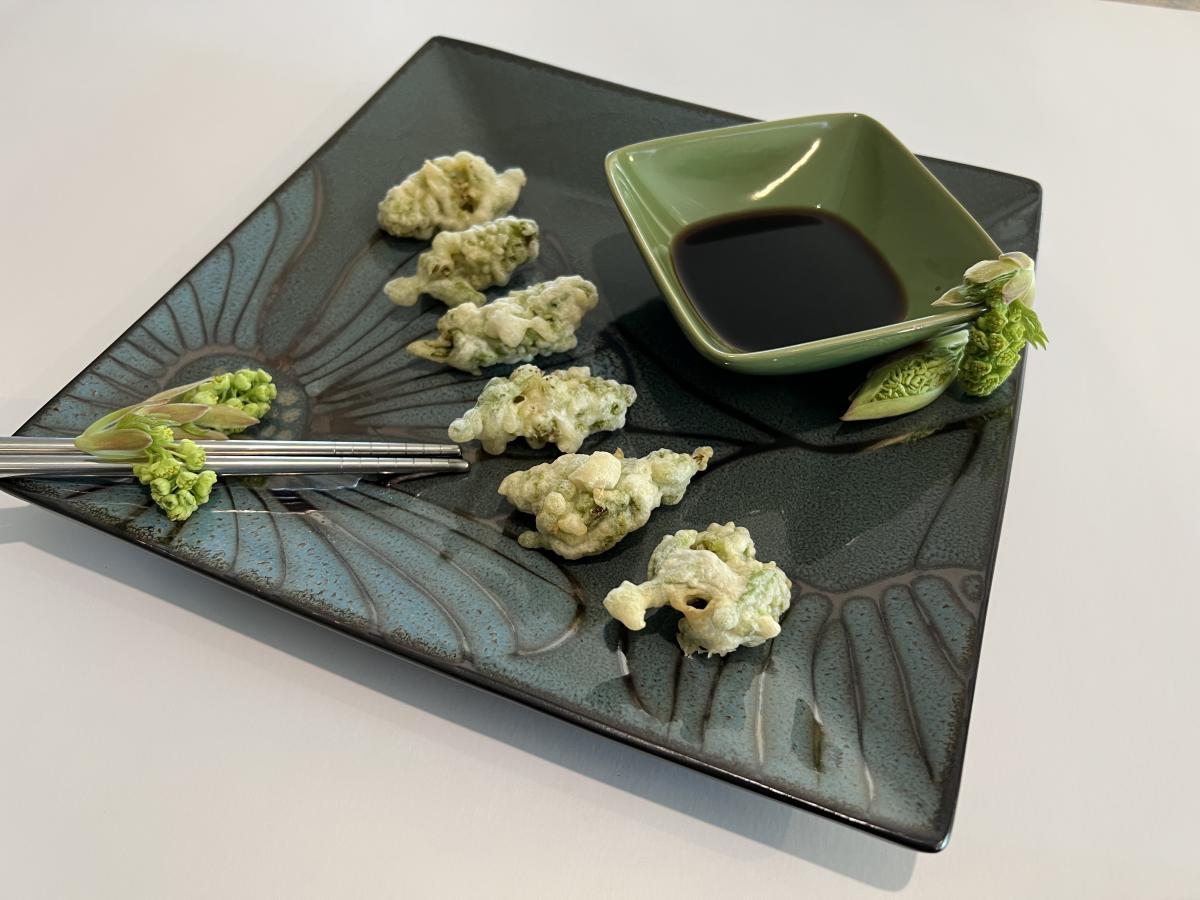 Image of bigleaf maple flowers that have been battered and fried into tempura. Image shows them plated with sauce