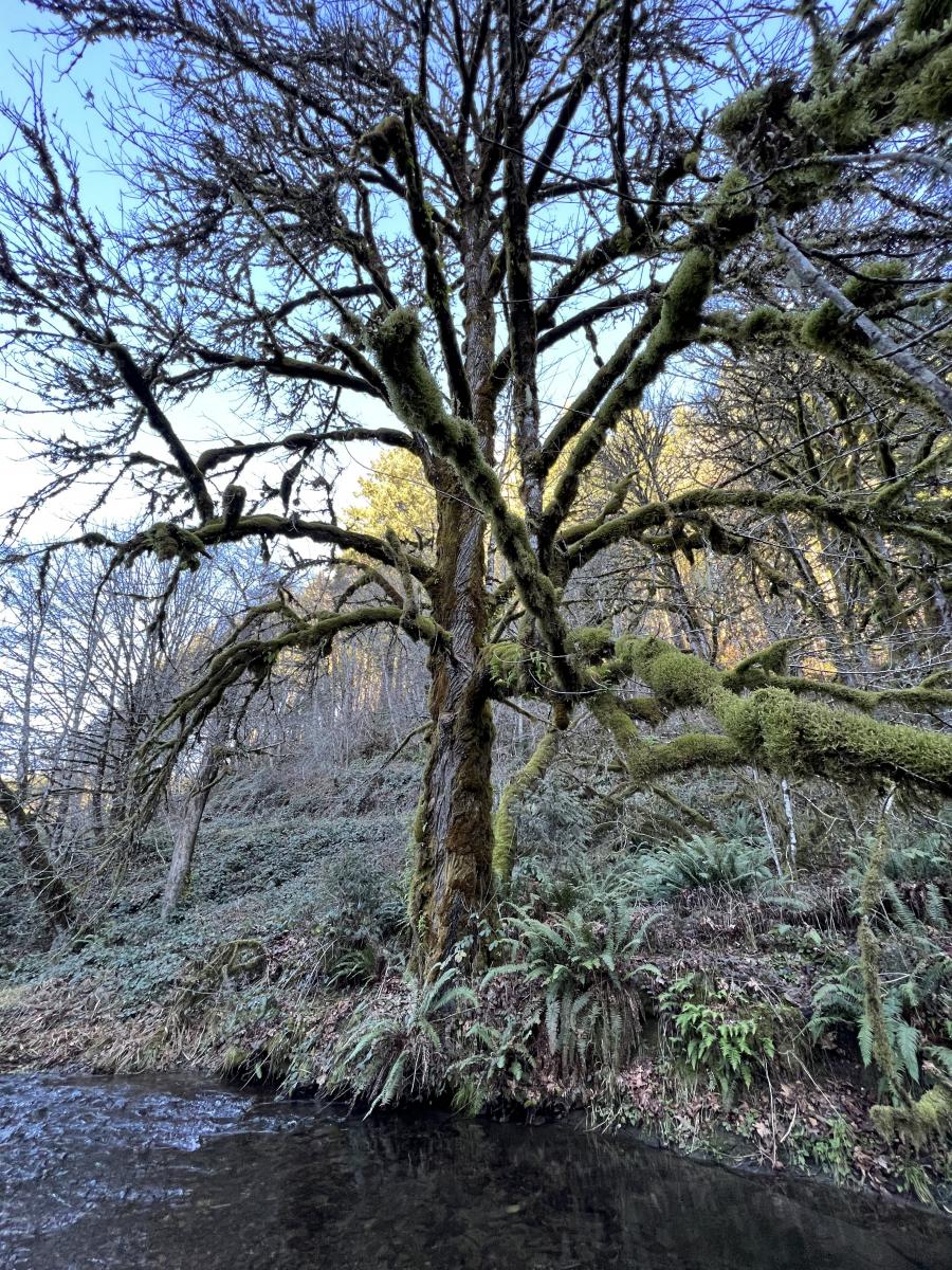Image of a mature bigleaf maple tree near a creek